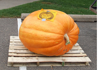 Small Pumpkin on Display, Conner McCall, flickr.com